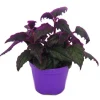 Exotenherz Gynura Purple Passion Samtblatt Samtnessel Lilafarbene Pflanze 9cm< Töpfe