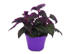 Exotenherz Gynura Purple Passion Samtblatt Samtnessel Lilafarbene Pflanze 9cm< Töpfe