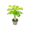 Töpfe<Exotenherz Hawaiipalme Brighamia Insignis