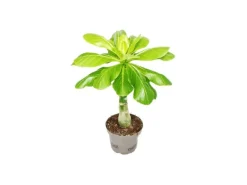 Töpfe<Exotenherz Hawaiipalme Brighamia Insignis