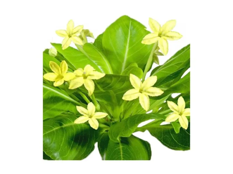 Töpfe<Exotenherz Hawaiipalme Brighamia Insignis