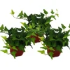 Outlet Exotenherz Hedera Helix 3er Set Efeu Grünlaubig 9cm Topf