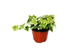 New Exotenherz Hedera Helix Efeu Weißbuntes Laub 9cm Topf