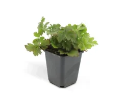 Exotenherz Immergrüner Bodendecker Golderdbeere Waldsteinia Ternata 9cm Topf Set mit 6 Pflanzen< Töpfe