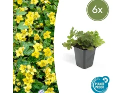 Exotenherz Immergrüner Bodendecker Golderdbeere Waldsteinia Ternata 9cm Topf Set mit 6 Pflanzen< Töpfe