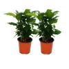 Exotenherz Kaffee Pflanze Coffea Arabica 2 Pflanze Zimmerpflanze< Töpfe