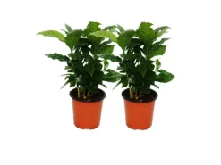 Exotenherz Kaffee Pflanze Coffea Arabica 2 Pflanze Zimmerpflanze< Töpfe