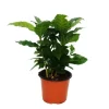 Töpfe<Exotenherz Kaffee Pflanze Coffea Arabica 1 Pflanze Zimmerpflanze