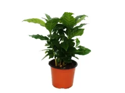 Töpfe<Exotenherz Kaffee Pflanze Coffea Arabica 1 Pflanze Zimmerpflanze