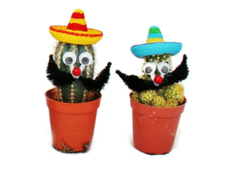New Exotenherz Kakteen Mit Lustigem Sombrero