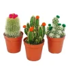 Exotenherz Kakteen-Set 3 Verschiedene Pflanzen im 5,5cm Topf Mit Bunten Strohblüten< Töpfe