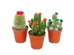Exotenherz Kakteen-Set 3 Verschiedene Pflanzen im 5,5cm Topf Mit Bunten Strohblüten< Töpfe