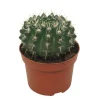 Töpfe<Exotenherz Kaktus Notocactus Submammulosus Parodia Pflegeleichter Kaktus 12cm Topf