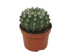 Töpfe<Exotenherz Kaktus Notocactus Submammulosus Parodia Pflegeleichter Kaktus 12cm Topf