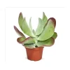 Töpfe<Exotenherz Kalanchoe Thyrsiflora Red Lips im 10,5cm Topf