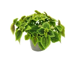 Exotenherz Kanonierpflanze Pilea Involucrata Moon Valley Mondkraterpflanze 12cm Topf< Töpfe