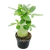 Exotenherz Kleine Wüstenrose Adenium Überraschungsfarbe 9cm Topf< Töpfe