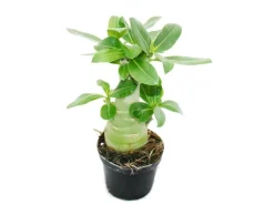 Exotenherz Kleine Wüstenrose Adenium Überraschungsfarbe 9cm Topf< Töpfe