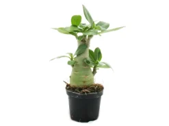 Exotenherz Kleine Wüstenrose Adenium Überraschungsfarbe 9cm Topf< Töpfe