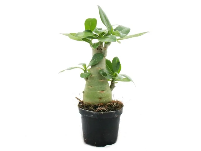 Exotenherz Kleine Wüstenrose Adenium Überraschungsfarbe 9cm Topf< Töpfe