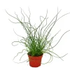 Hot Exotenherz Liebeslocke Juncus Effusus Spiralis Korkenzieherbinse 12cm