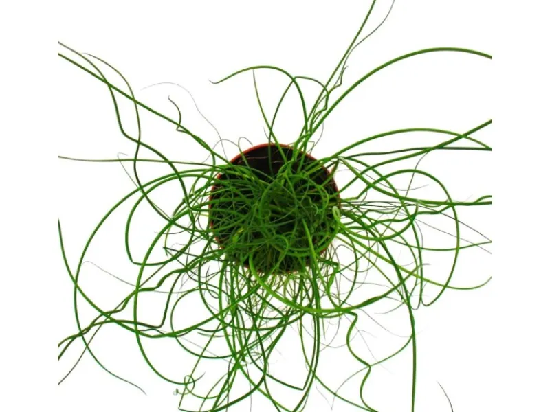 Hot Exotenherz Liebeslocke Juncus Effusus Spiralis Korkenzieherbinse 12cm