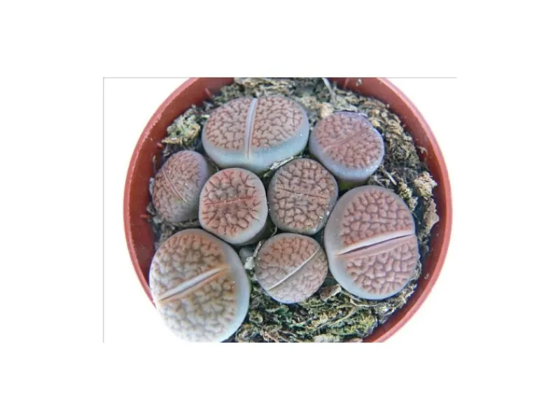 Töpfe<Exotenherz Lithops Lebender Stein Mehrere Pflanzen im 8,5cm Topf