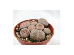 Töpfe<Exotenherz Lithops Lebender Stein Mehrere Pflanzen im 8,5cm Topf