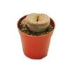 Töpfe<Exotenherz Lithops Lebender Stein im 5,5cm Topf