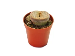 Töpfe<Exotenherz Lithops Lebender Stein im 5,5cm Topf