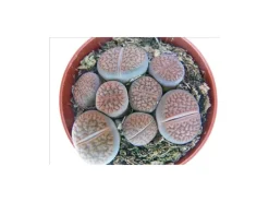 Töpfe<Exotenherz Lithops Lebender Stein im 5,5cm Topf