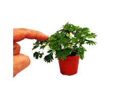 Töpfe<Exotenherz Mimose Rührmichnichtan Reagiert auf Berührung 9cm Topf