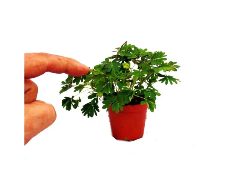 Töpfe<Exotenherz Mimose Rührmichnichtan Reagiert auf Berührung 9cm Topf