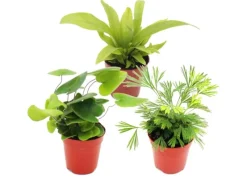 Online Exotenherz Mini Farn Trio Set mit 3 Verschiedenen Mini Farnen Asplenium Actiniopteris Hemionitis