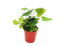 Online Exotenherz Mini Farn Trio Set mit 3 Verschiedenen Mini Farnen Asplenium Actiniopteris Hemionitis
