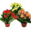 Exotenherz Minikalanchoe Rosalina Set mit 3 Verschiedene Pflanzen Flammendes Käthchen 5,5cm Topf< Töpfe