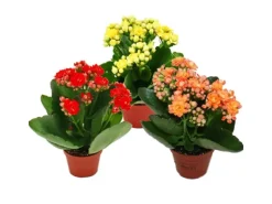 Exotenherz Minikalanchoe Rosalina Set mit 3 Verschiedene Pflanzen Flammendes Käthchen 5,5cm Topf< Töpfe