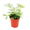 Discount Exotenherz Minipflanze Actiniopteris Australis Palmwedelfarn Ideal für Kleine Schalen und Gläser Babyplant im 5,5cm Topf