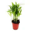 Töpfe<Exotenherz Minipflanze Chamaedorea Elegans Bergpalme Ideal für Kleine Schalen und Gläser Babyplant im 5,5cm Topf