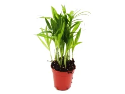 Töpfe<Exotenherz Minipflanze Chamaedorea Elegans Bergpalme Ideal für Kleine Schalen und Gläser Babyplant im 5,5cm Topf