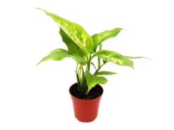 Exotenherz Minipflanze Dieffenbachia Dieffenbachie Ideal für Kleine Schalen und Gläser Babyplant im 5,5cm Topf< Töpfe