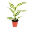 Töpfe<Exotenherz Minipflanze Dracaena Sanderiana Drachenbaum Ideal für Kleine Schalen und Gläser Babyplant im 5,5cm Topf