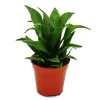 New Exotenherz Minipflanze Dracaena Compacta Drachenbaum Ideal für Kleine Schalen und Gläser Babyplant im 5,5cm Topf