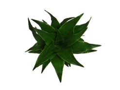 New Exotenherz Minipflanze Dracaena Compacta Drachenbaum Ideal für Kleine Schalen und Gläser Babyplant im 5,5cm Topf