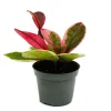 Exotenherz Minipflanze Hoya Flaming Dream Rotblättrige Porzellanblume Wachsblume Babyplant 6,5cm Topf< Töpfe