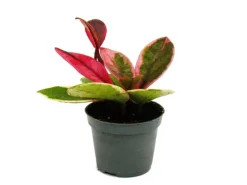 Exotenherz Minipflanze Hoya Flaming Dream Rotblättrige Porzellanblume Wachsblume Babyplant 6,5cm Topf< Töpfe