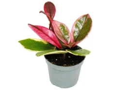 Exotenherz Minipflanze Hoya Flaming Dream Rotblättrige Porzellanblume Wachsblume Babyplant 6,5cm Topf< Töpfe