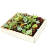 Töpfe<Exotenherz Mini-Sukkulenten 3,5cm Topf Holzkiste Mit 30 Pflanzen