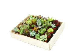 Töpfe<Exotenherz Mini-Sukkulenten 3,5cm Topf Holzkiste Mit 30 Pflanzen