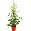 Exotenherz Mispelfeige Ficus Deltoidea 17cm Topf ca. 80cm Hoch< Töpfe
